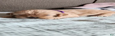 Cocker Spaniel 8
