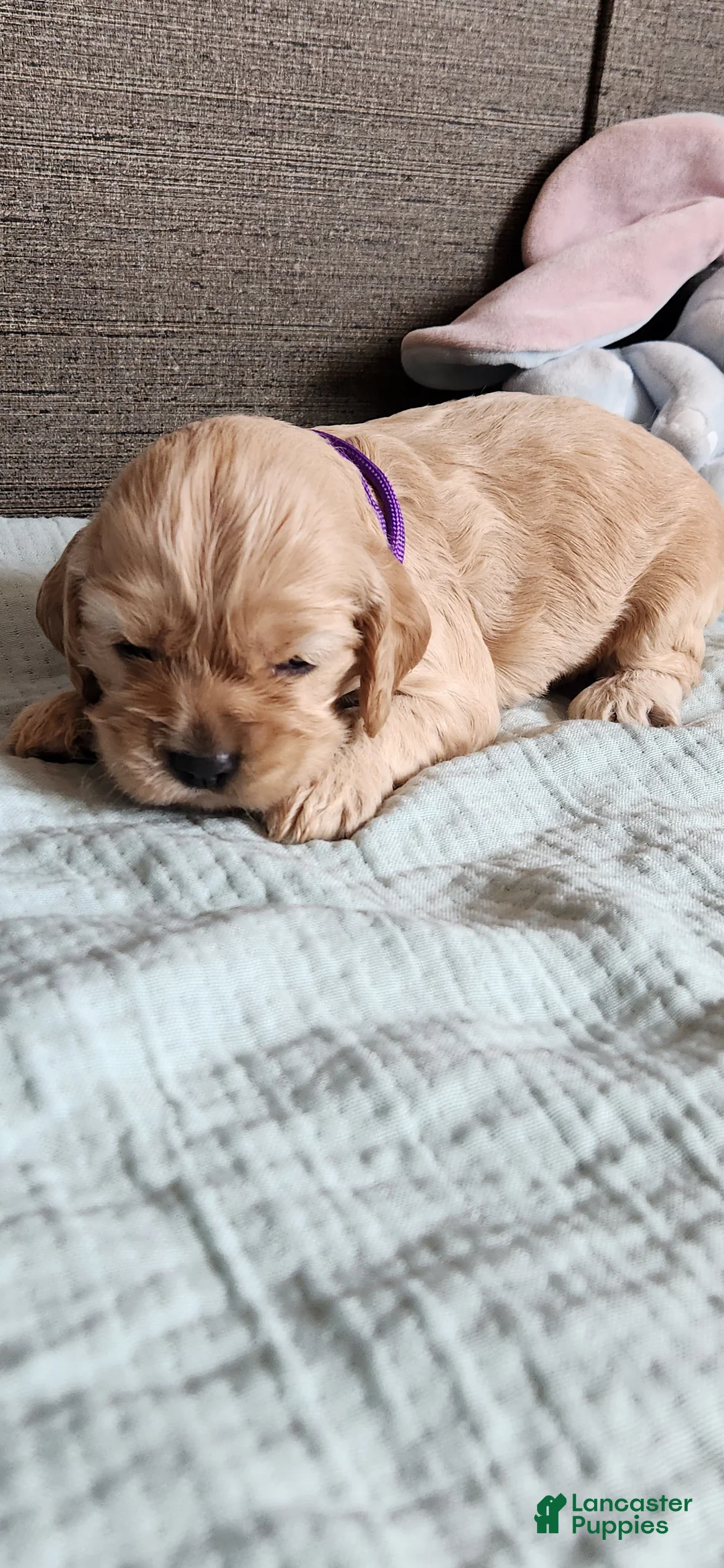 Cocker Spaniel dogs for sale: Cocker Spaniel 8 - Ad 1