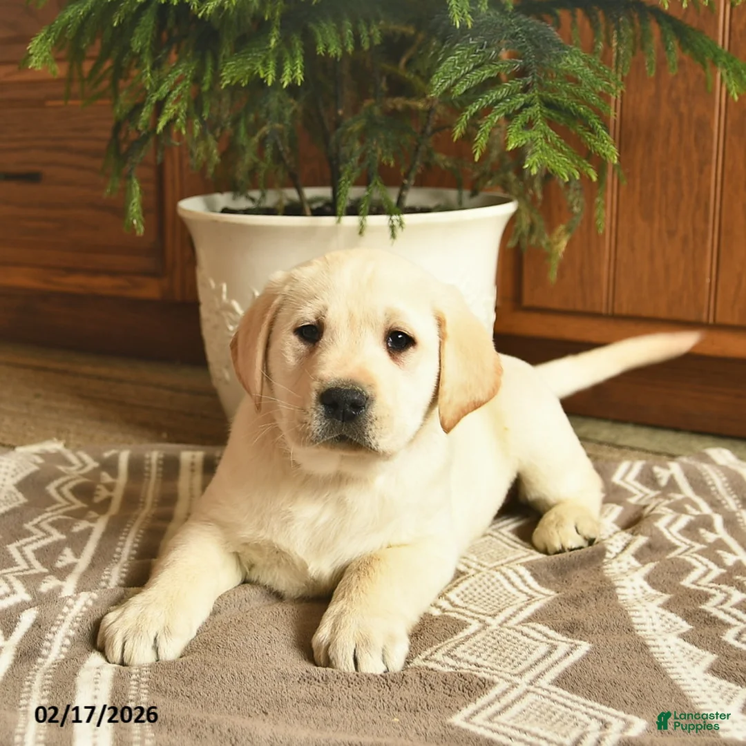 Labrador Retriever dogs for sale: Gilmore  - Ad 5