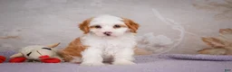 Mini Bernedoodle dogs for sale: Betty - Ad 5