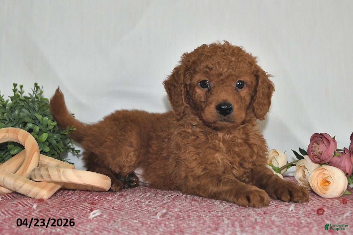 Goldendoodle dogs Leo - Ad 1