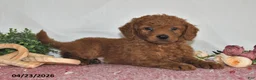 Goldendoodle dogs for sale: Leo - Ad 1