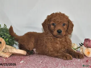 Goldendoodle dogs for sale: Leo - Ad 3