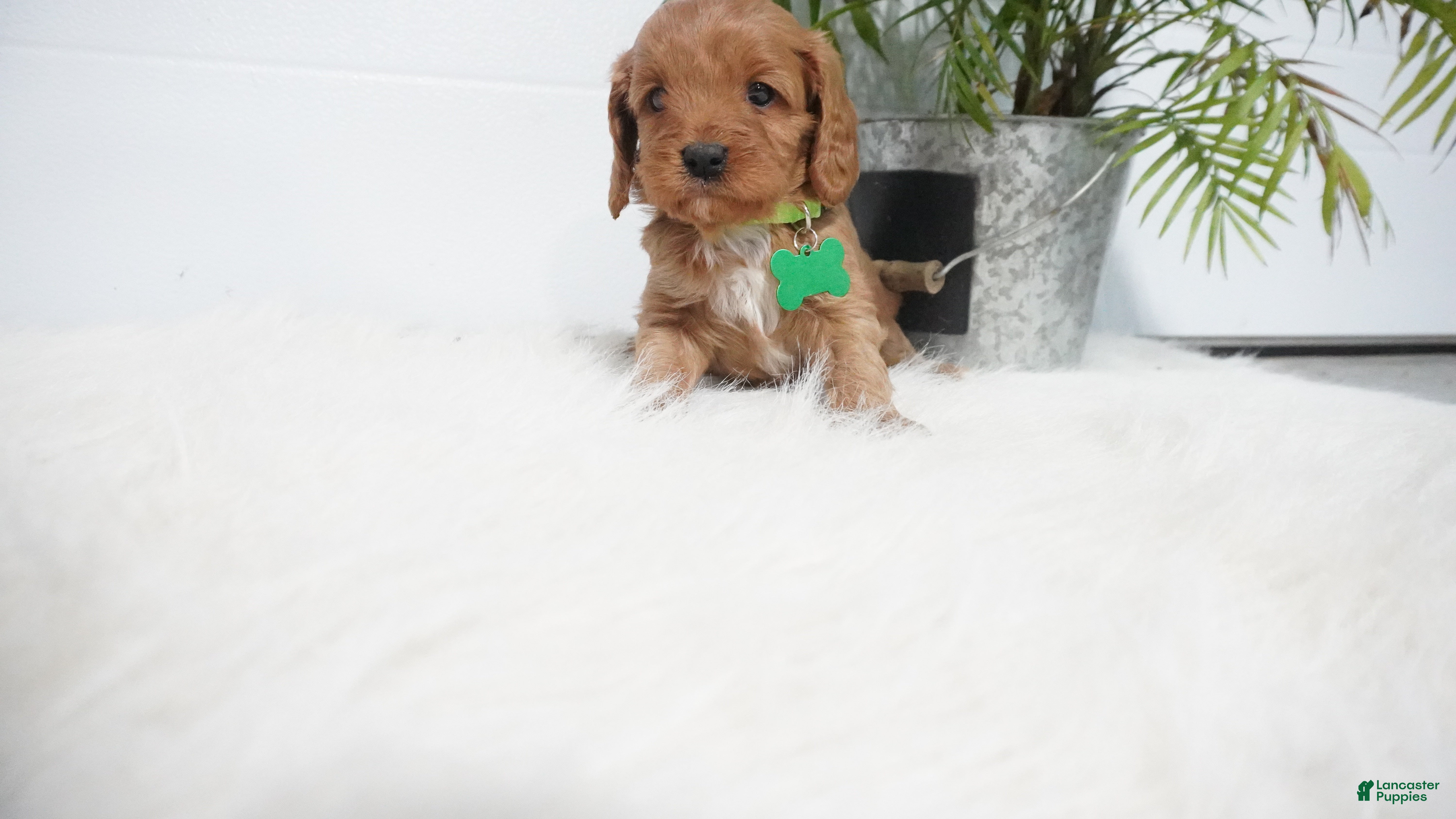 Cavapoo dogs Bryce  - Ad 21