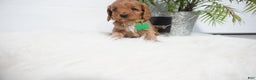 Cavapoo dogs for sale: Bryce  - Ad 1