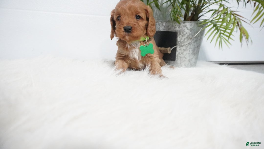 Cavapoo dogs for sale: Bryce  - Ad 1
