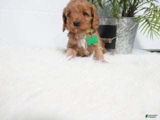 Cavapoo dogs Bryce - Ad 21