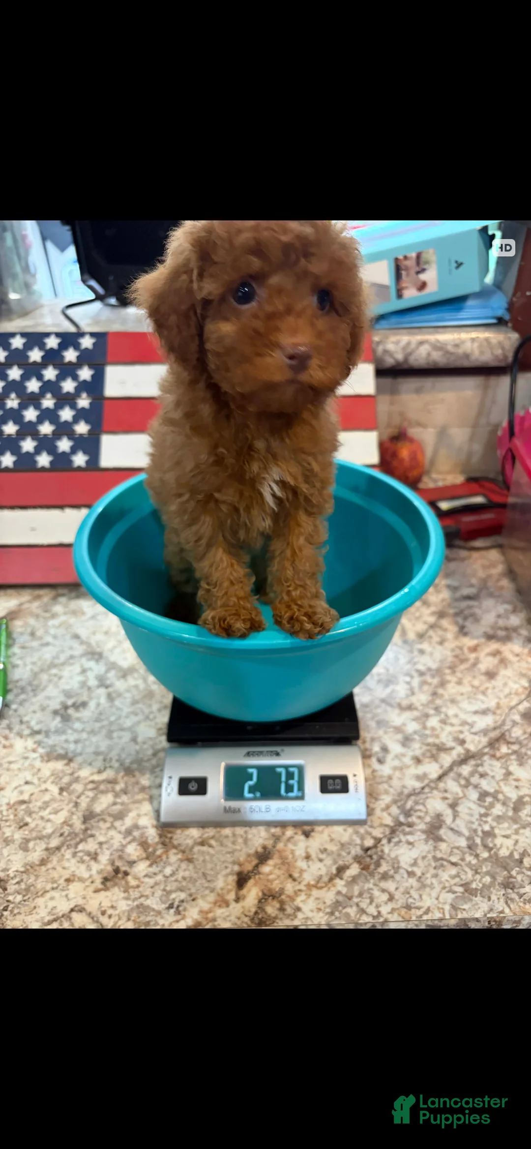 Toy Poodle dogs for sale: Akc Bred The Color Red - Ad 15