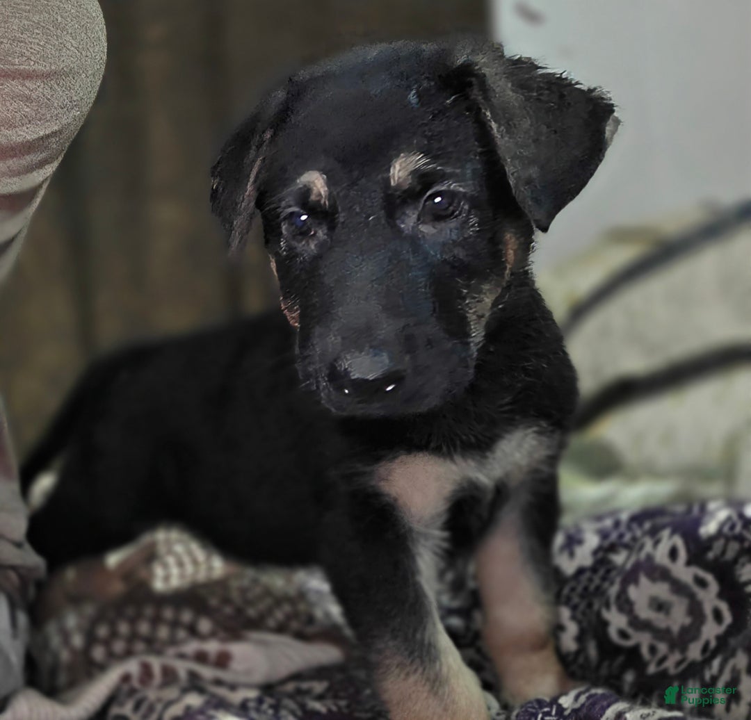 German Shepherd dogs for sale: Black (6) - Ad 5