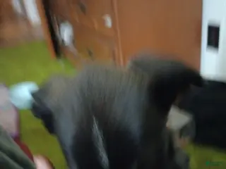 Mixed Breed dogs Mixed Breed Puppy 2 - Ad 15