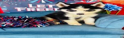 Siberian Husky dogs for sale: Romney - Ad 6
