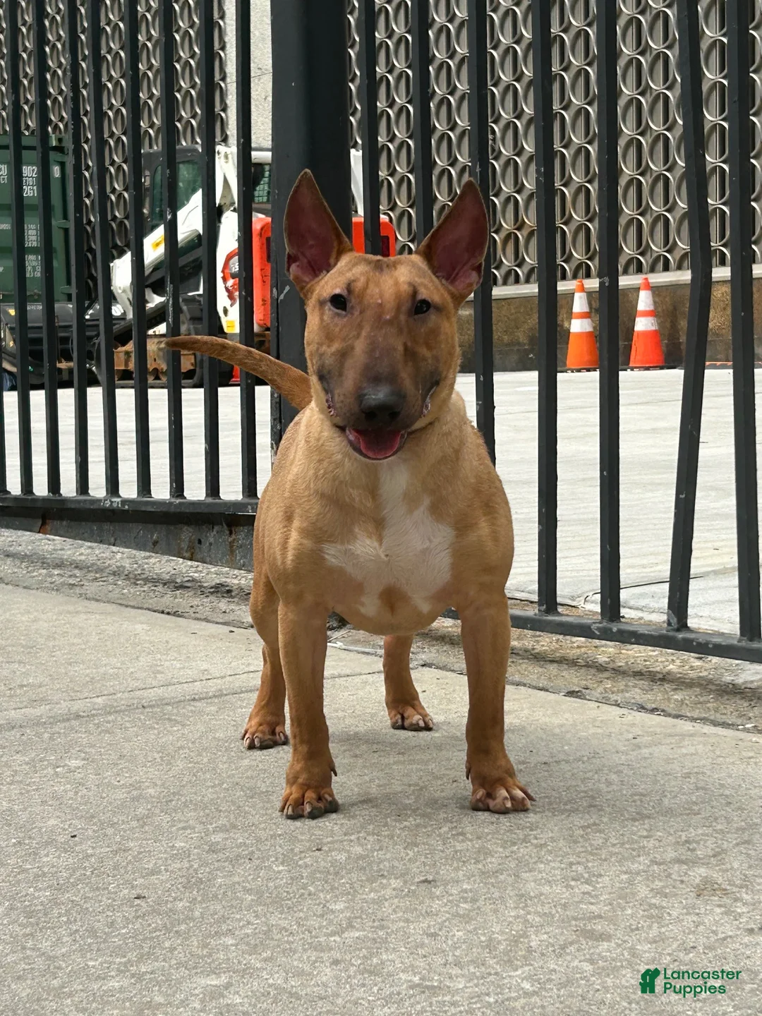 Miniature Bull Terrier dogs for sale: Miniature Bull Terrier 4 - Ad 2