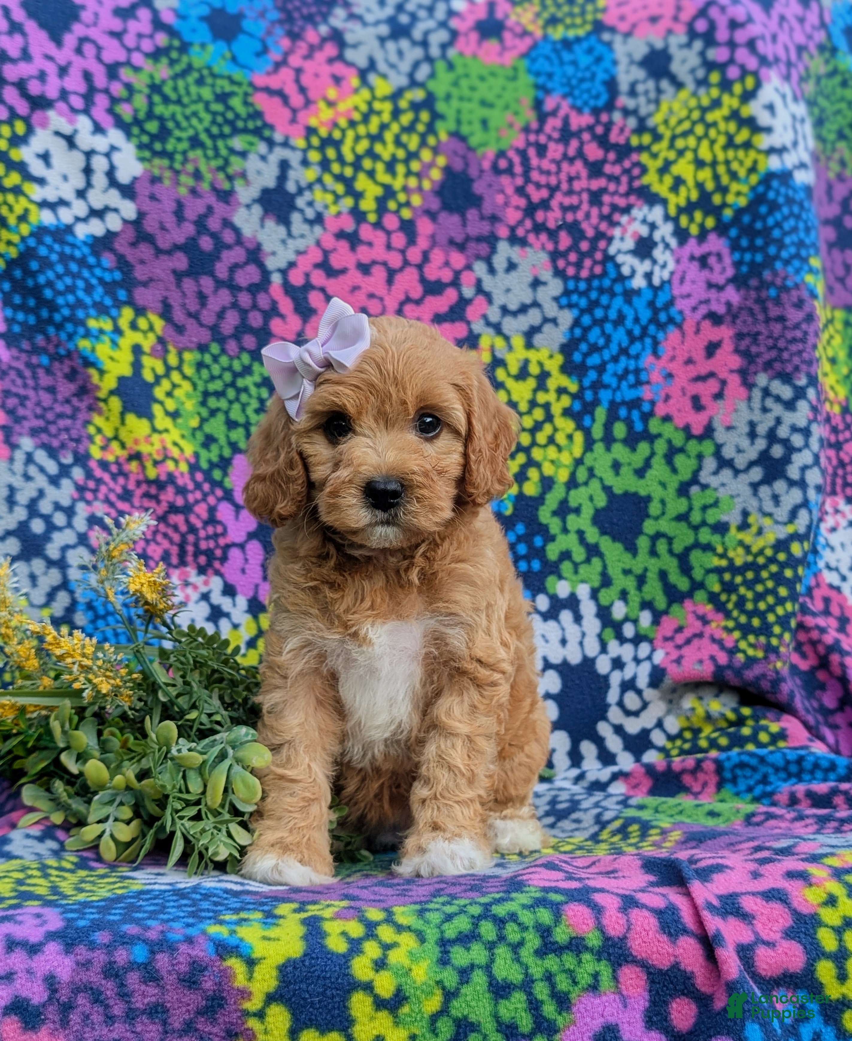 Cavapoo dogs Ainsley - Ad 1