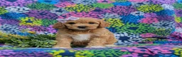 Cavapoo dogs for sale: Ainsley - Ad 1