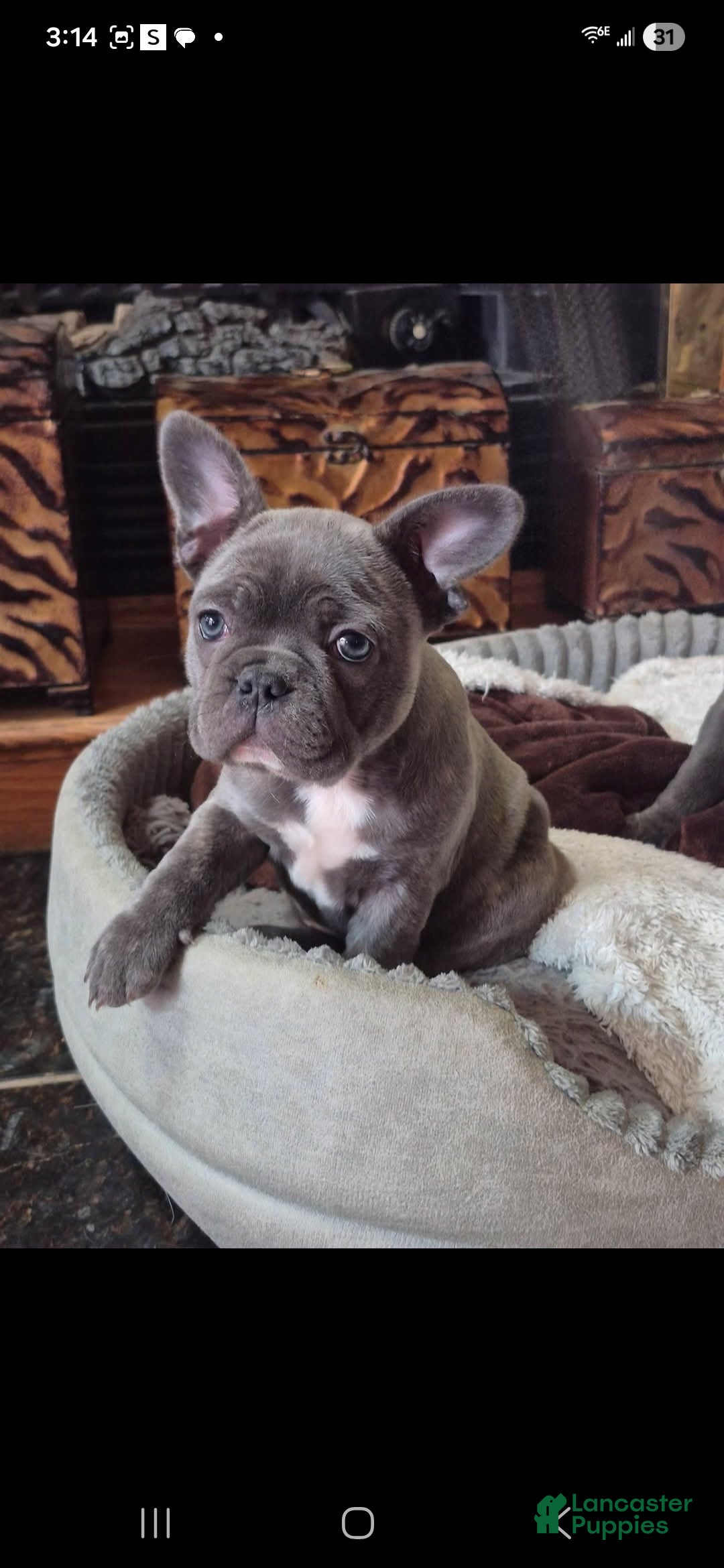 Frenchton dogs for sale: Frenchton Puppy 1 - Ad 1