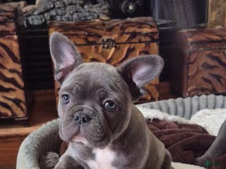 Frenchton dogs for sale: Frenchton Puppy 1 - Ad 2