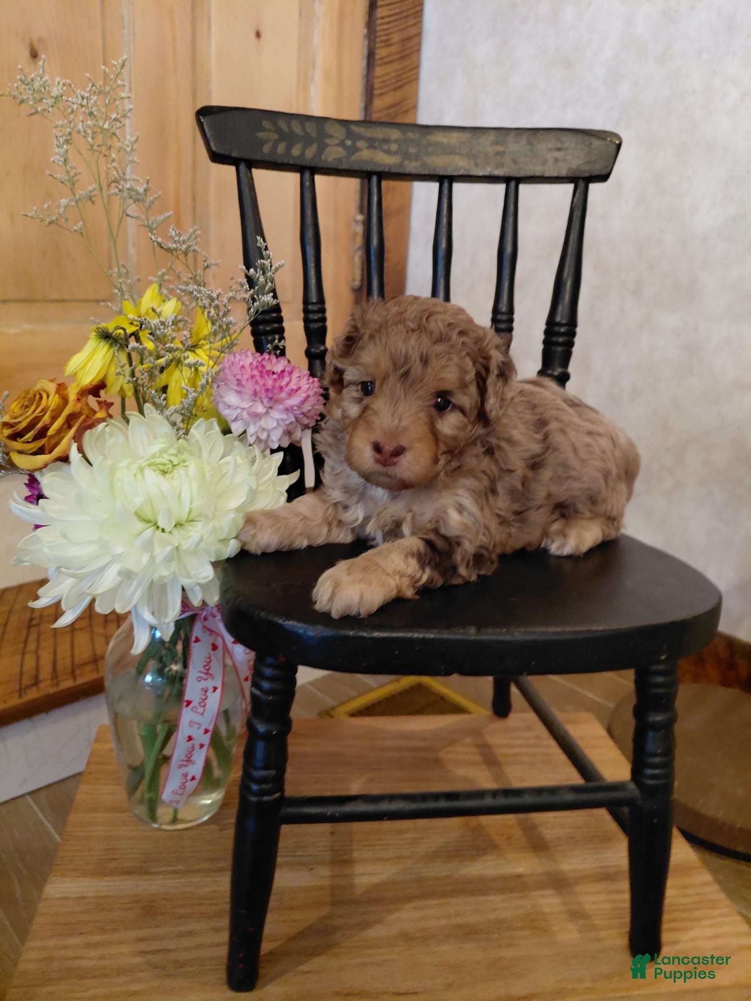 Mini Aussiedoodle dogs Fluff - Ad 2