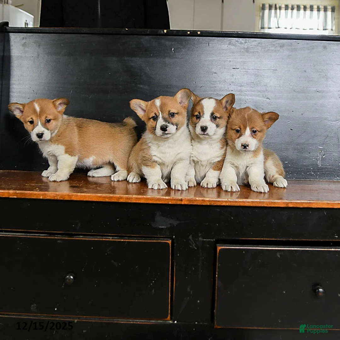 Welsh Corgi Pembroke dogs for sale: Grover - Ad 3