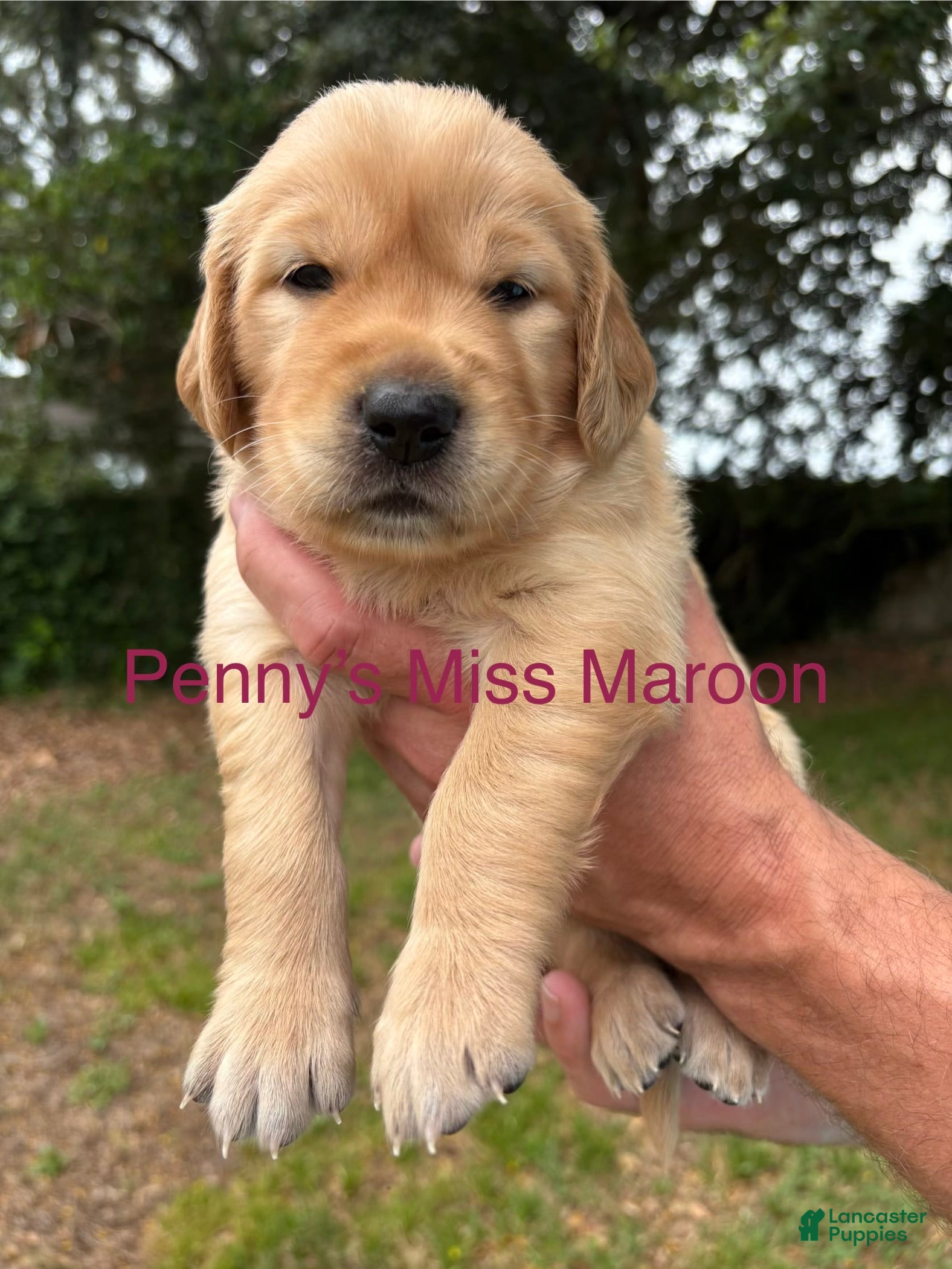 Golden Retriever dogs Penny’s Ms Maroon - Ad 25