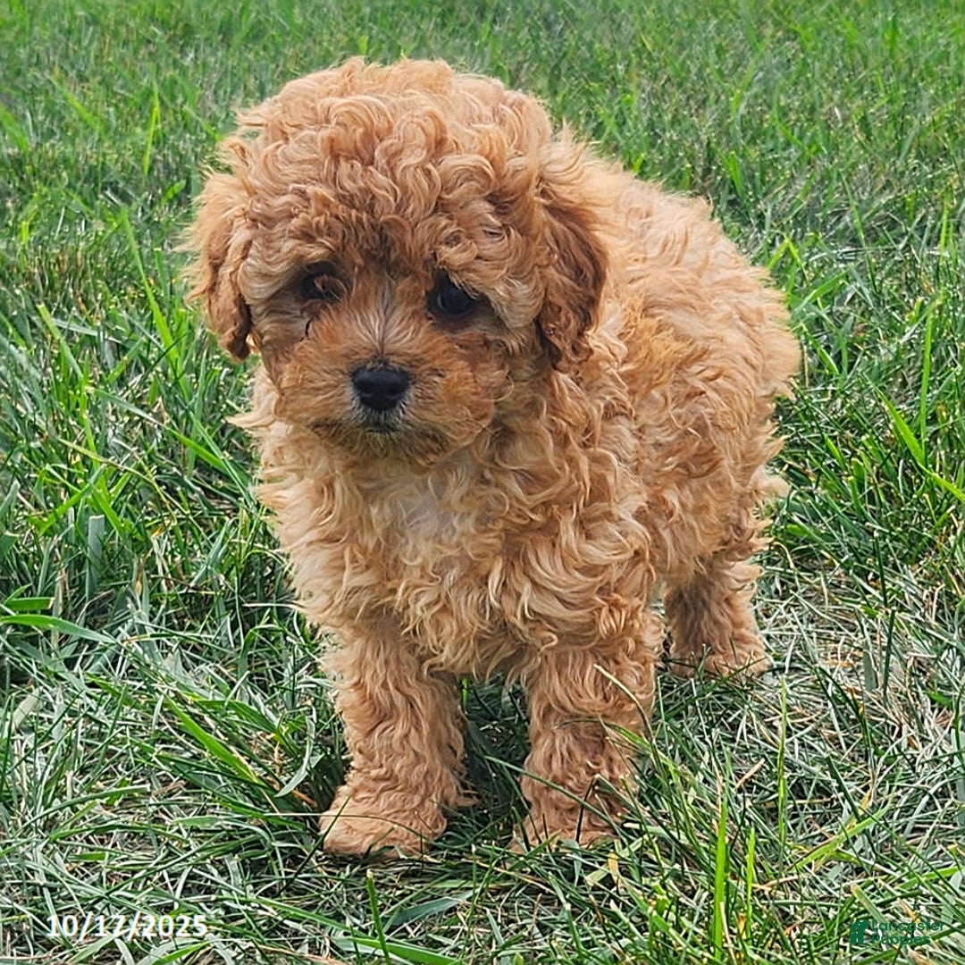 Cavapoo dogs for sale: Jake - Ad 12