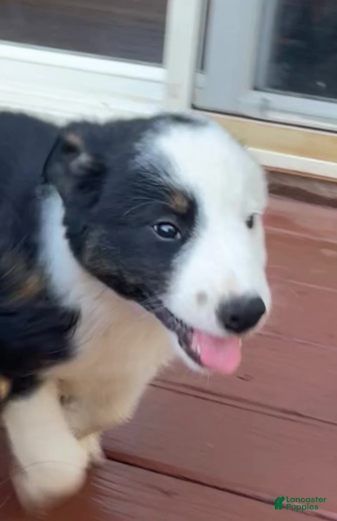 Mixed Breed dogs for sale: Louie - Ad 1