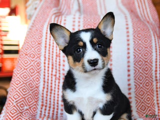 Welsh Corgi Pembroke dogs Slippers - Ad 37