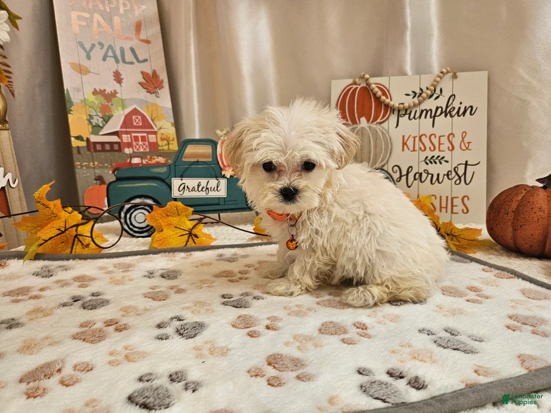 Maltipoo dogs for sale: Carson - Ad 2