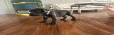 Cane Corso Puppy 6