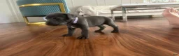 Cane Corso dogs for sale: Cane Corso Puppy 6 - Ad 1