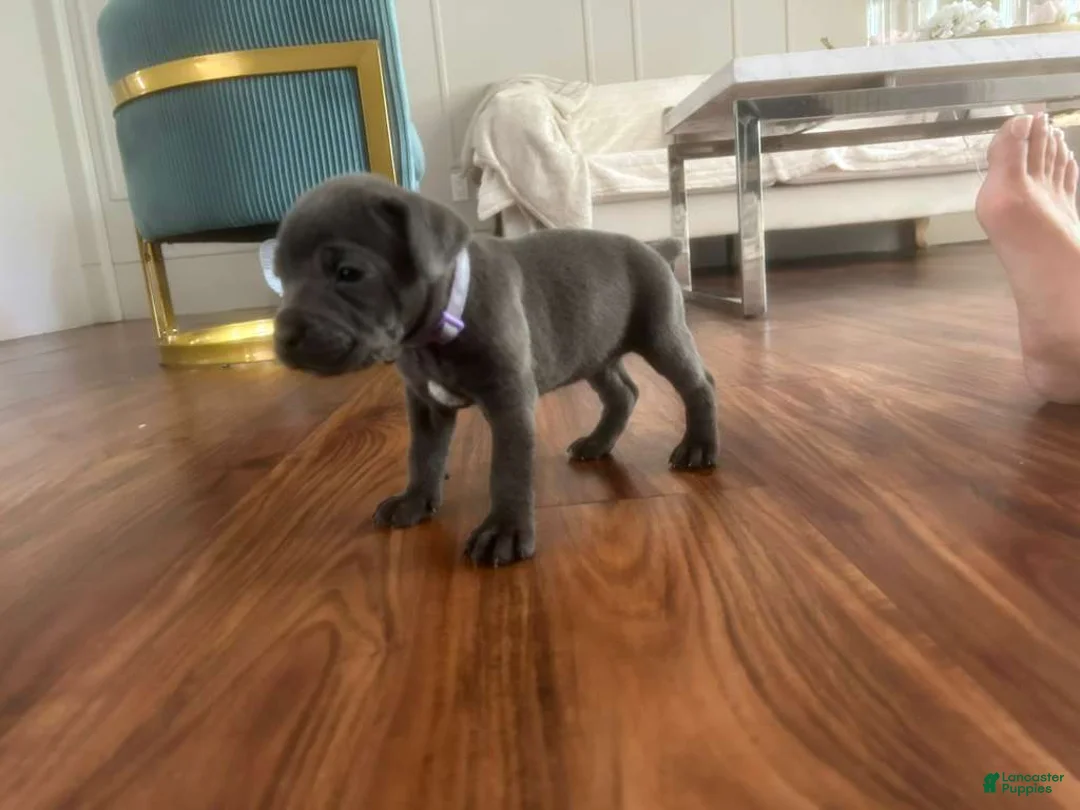 Cane Corso dogs for sale: Cane Corso Puppy 6 - Ad 1