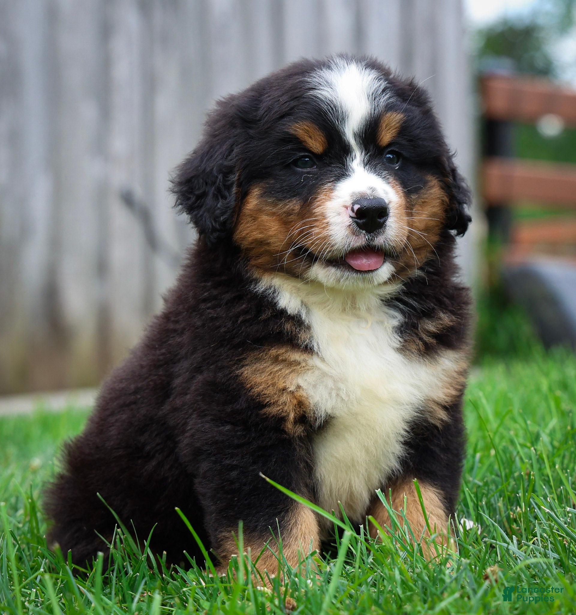Bernese Mountain Dog dogs Sawyer - Ad 1