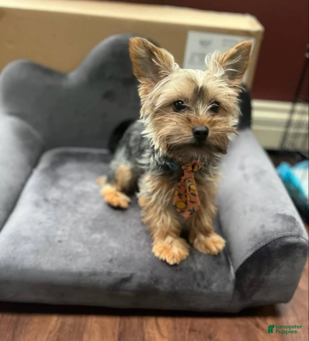 Yorkshire Terrier dogs for sale: Dexter  - Ad 5