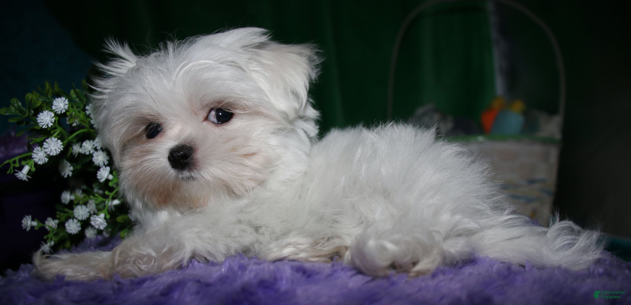 Maltese dogs Maci - Ad 1