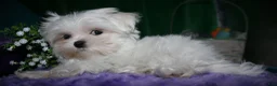Maltese dogs for sale: Maci - Ad 1