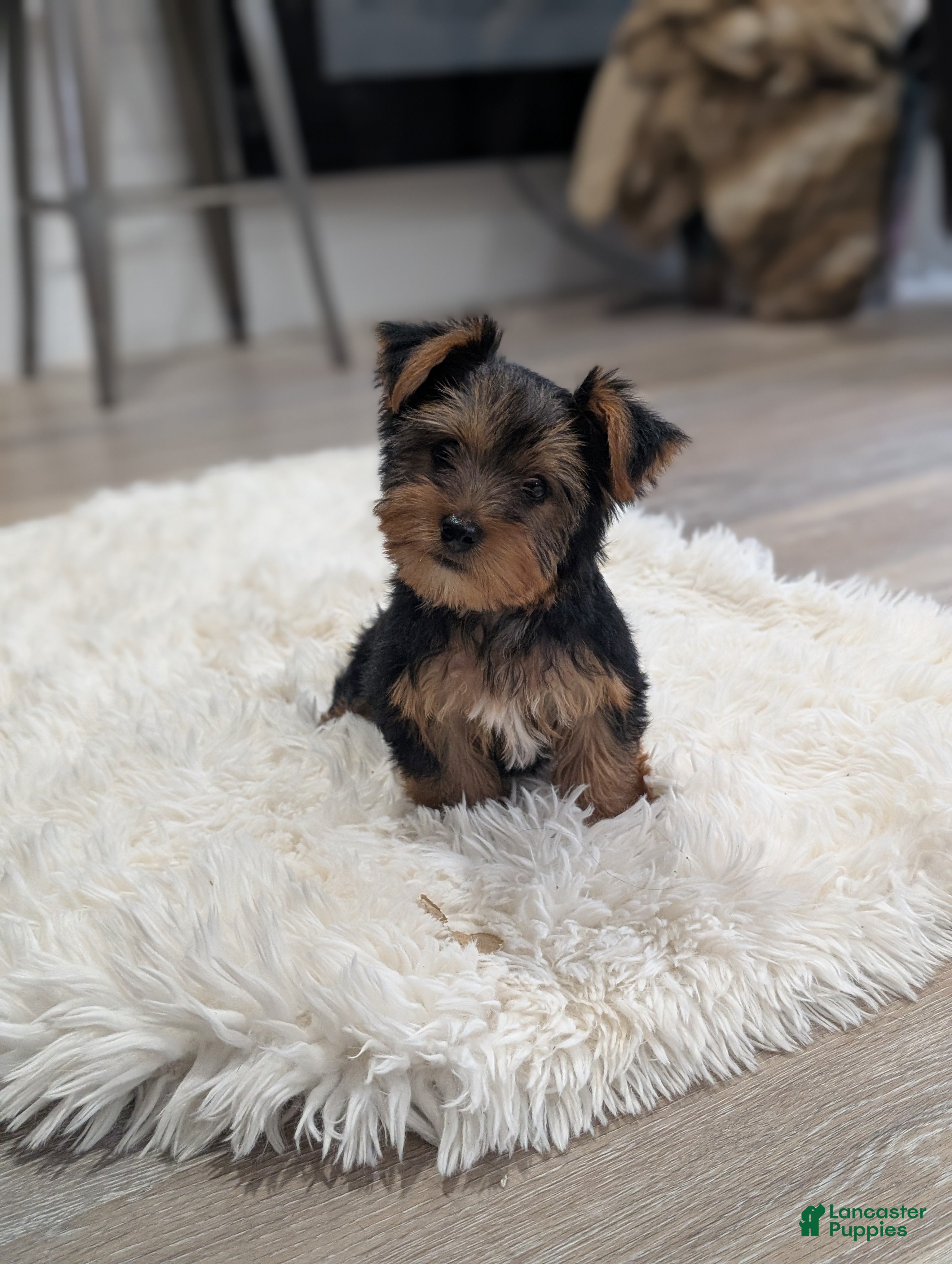 Yorkshire Terrier dogs for sale: Cooper  - Ad 4
