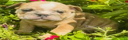 English Bulldog dogs for sale: Roby - 73727 - Ad 4