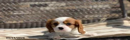 Cavalier King Charles Spaniel dogs for sale: Leo - Ad 5