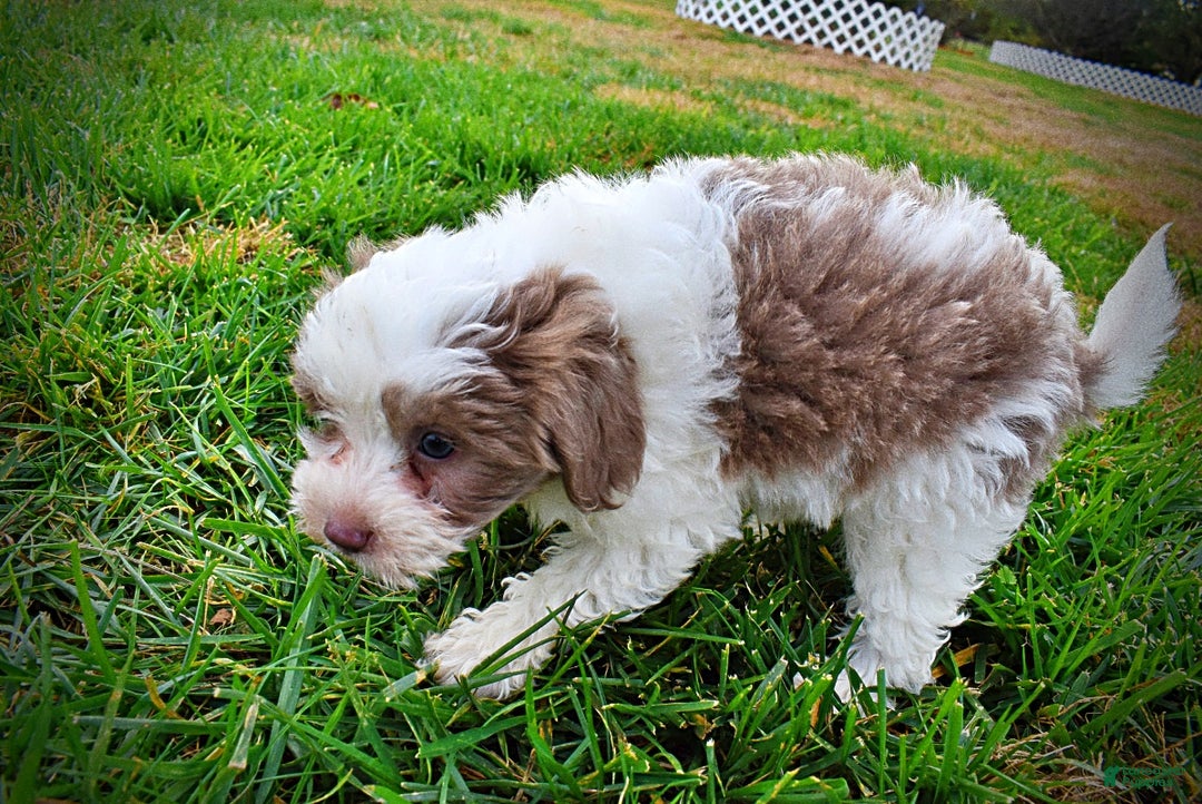 Havapoo dogs for sale: Nabisco - Ad 15