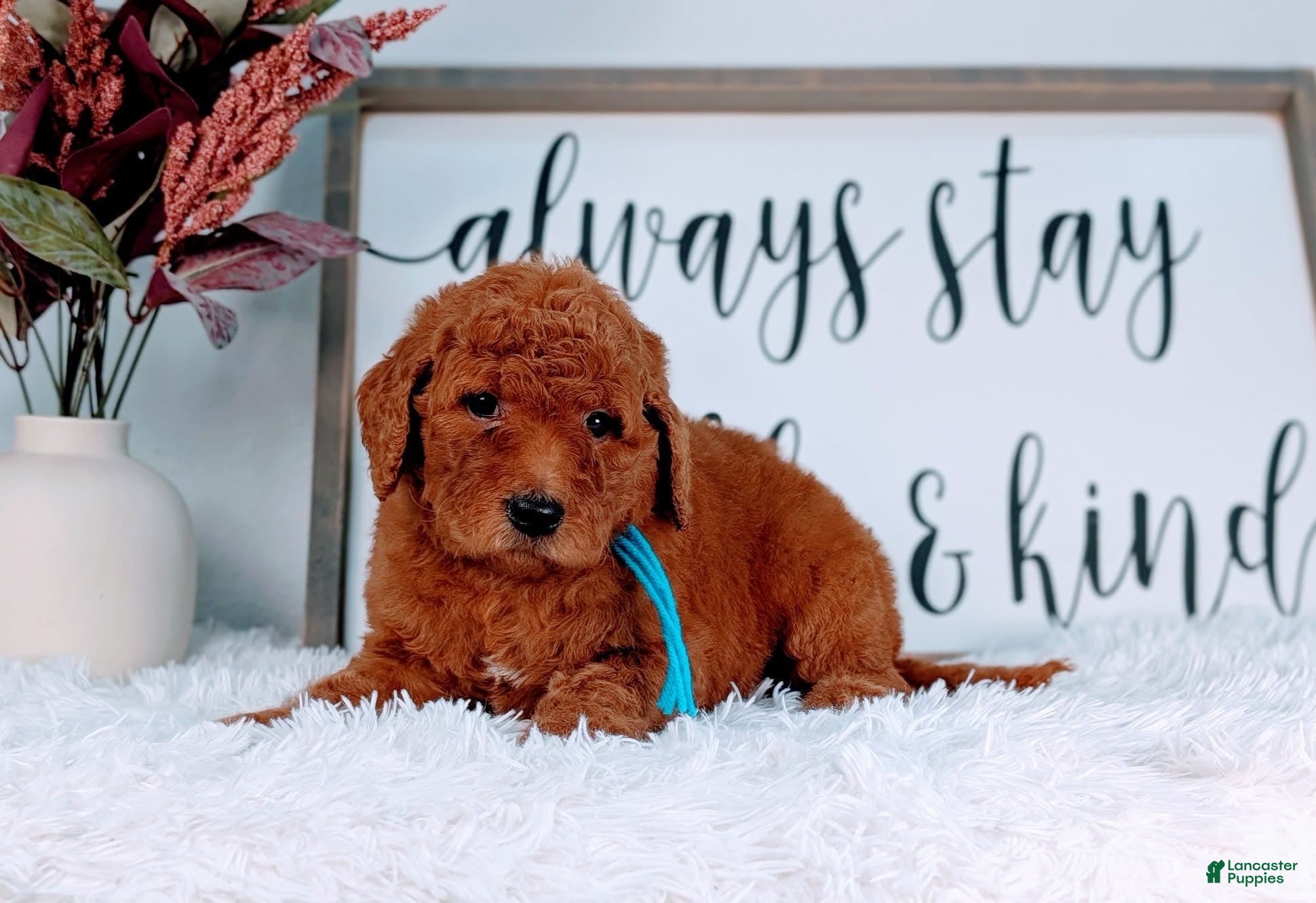 Goldendoodle dogs Rain - Ad 11