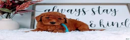 Goldendoodle dogs for sale: Rain - Ad 1