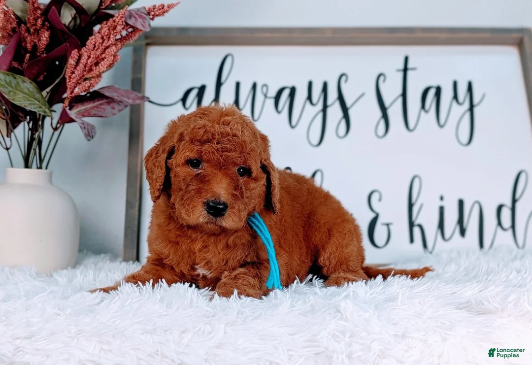 Goldendoodle dogs for sale: Rain - Ad 1
