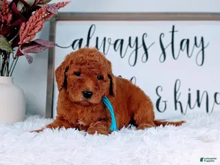 Goldendoodle dogs Rain - Ad 11