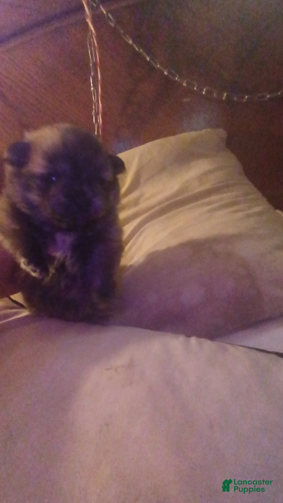 Pomeranian dogs for sale: Pomeranian Puppy 1 - Ad 1