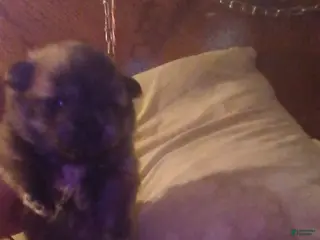 Pomeranian dogs Pomeranian Puppy 1 - Ad 2