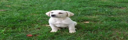 Labrador Retriever dogs for sale: Randy - Ad 3