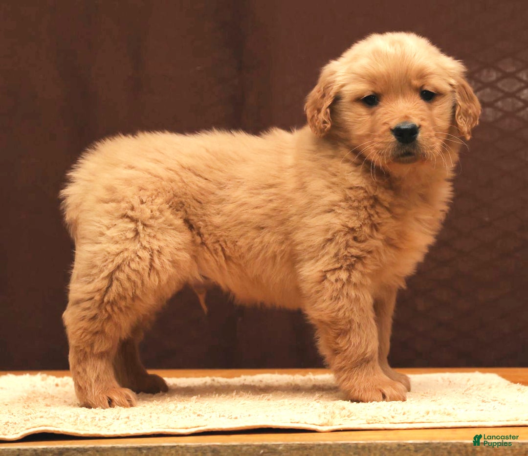 Golden Retriever dogs for sale: Lee - Ad 8
