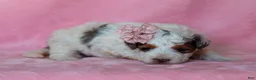 Mini Bernedoodle dogs for sale: Sombrina - Ad 2