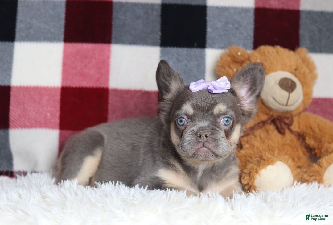 French Bulldog dogs for sale: Miranda - Ad 3