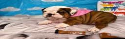 English Bulldog dogs for sale: Jesssie - Ad 5