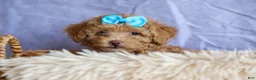 Miniature Poodle dogs for sale: ARCHIE - Ad 17